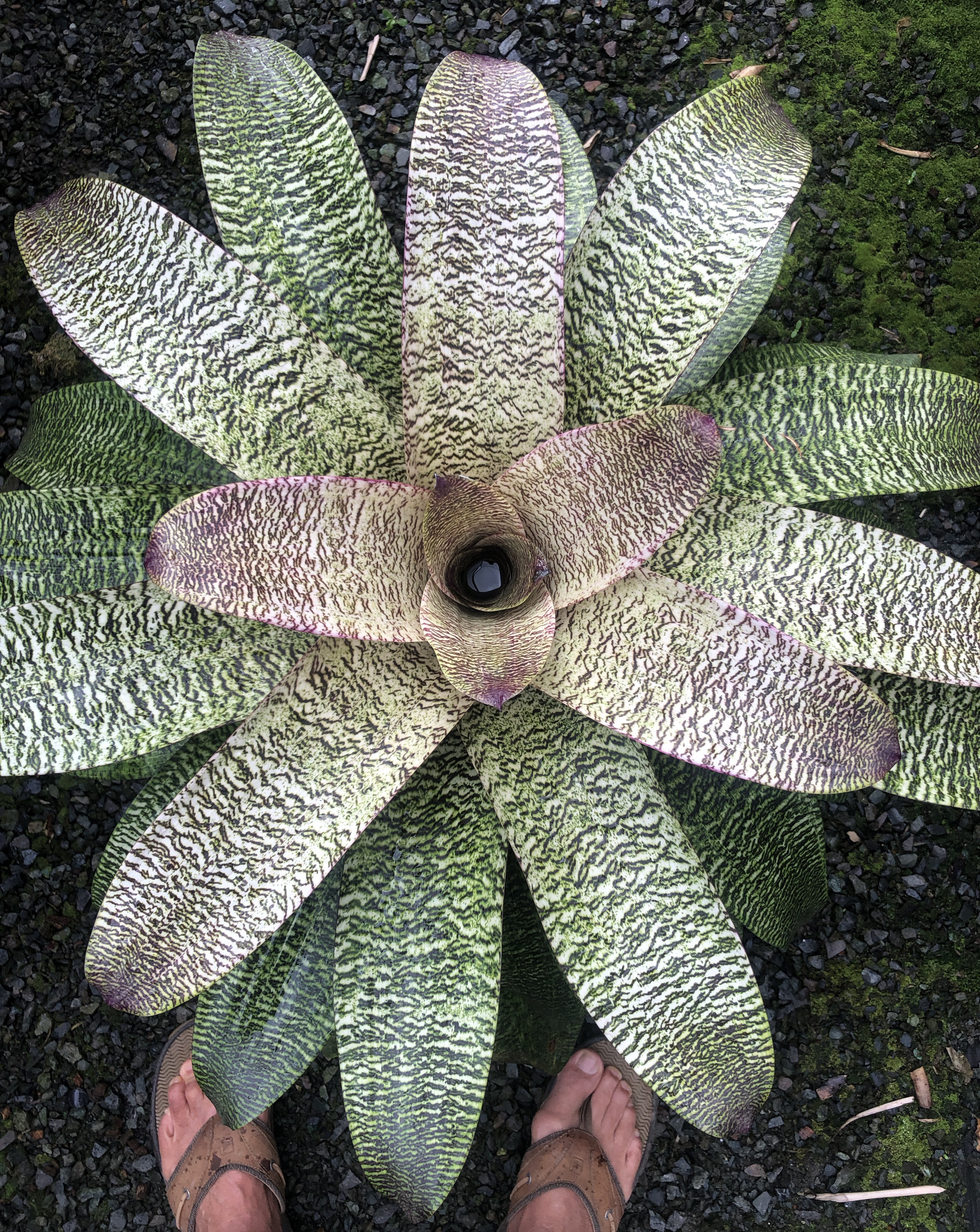 Vriesea Python Boots激レア中株 Vriesea Python Boots激レア中株